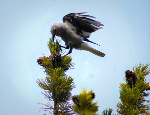 Clark's nutcracker in a whitebark pine tree with pinecones