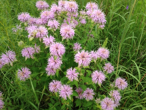 Wild Bergamot