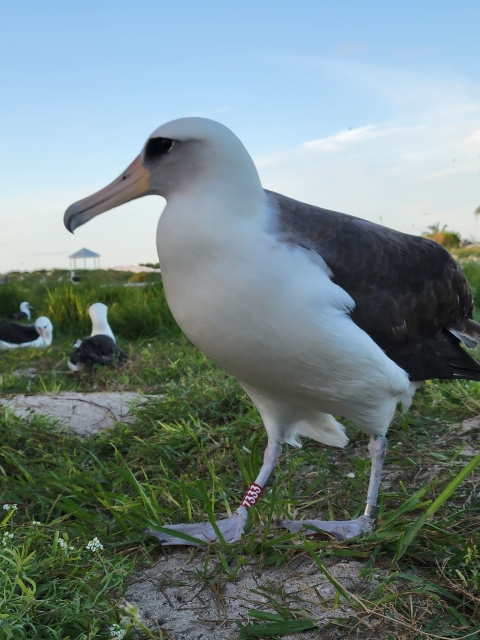 Wisdom, the world's oldest banded bird