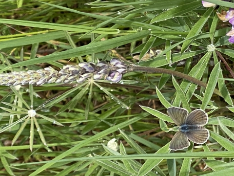 Fender's blue butterfly resting on a blooming lupine plant