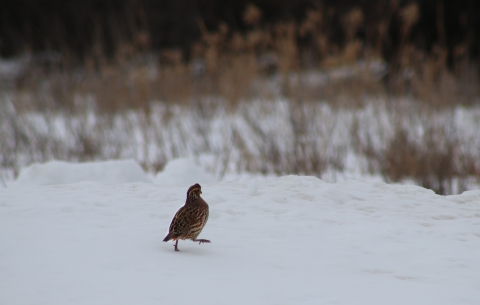 Bob-white quail on the Karl E. Mundt