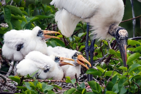 A parent wood stork, on the right, cares for three young nestlings, two to three weeks old.