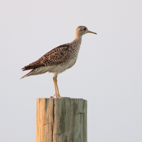 Upland Sandpiper