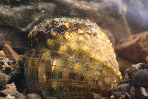 A freshwater mussel among rocks and pebbles.