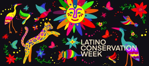 A colorful vibrant art piece with animals, flowers and a sun in the middle with a black background. Text reads: "Latino Conservation Week"