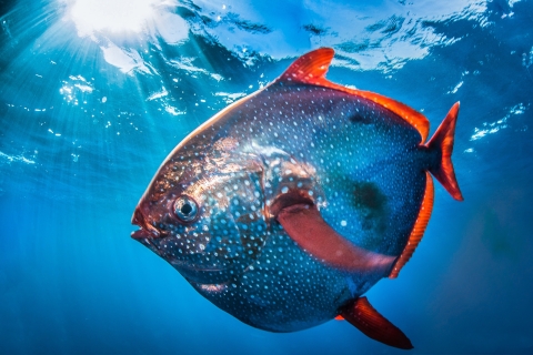 a round polka dotted fish with red fins