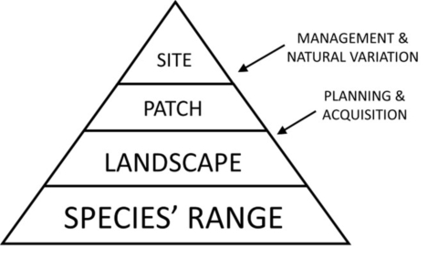 pollinator model