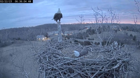 adult eagle on broken limb holding nest at top of tree with nest