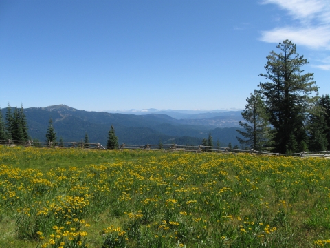 a landscape of a meadow covered in yellow flowers with hills in the background