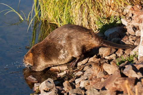 A beaver heads into the water from shore.