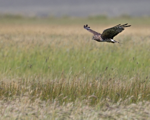 A female northern harrier flying close to the ground over a grassland..