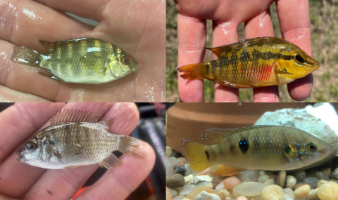 Juvenile Cichlids caught in South Florida Canal 