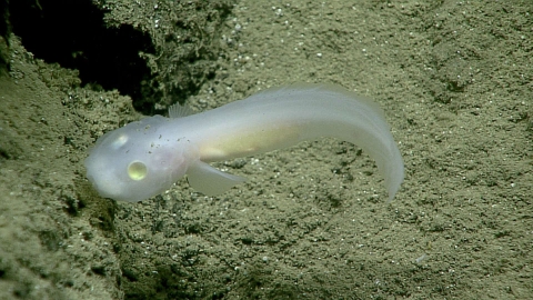 Translucent ghost fish with what look like yellow button eyes swims past rocks in the deep ocean. 