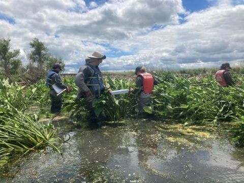 U.S. Fish and Wildlife Service (USFWS), U.S. Geological Survey (USGS), and University of Michigan research and monitoring team conduct wetland macroinvertebrate survey. 