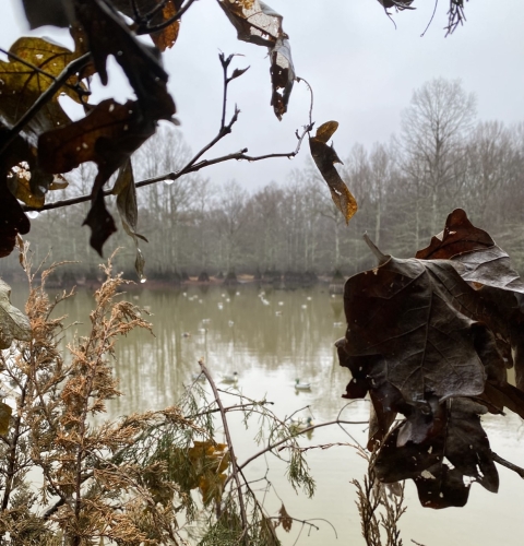 Duck decoys on a pond