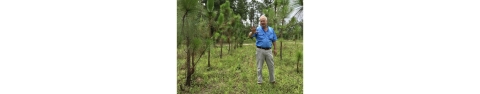 Reese Thompson stands in a stand of young longleaf pines. 