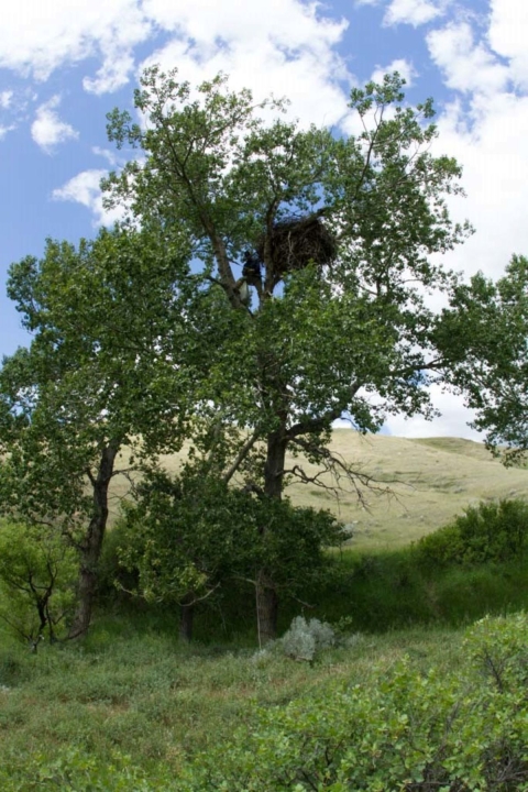 Golden eagle nest in cottonwood tree. Credit: Jesse Watson