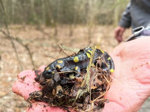 Outstretched hand holding a salamander