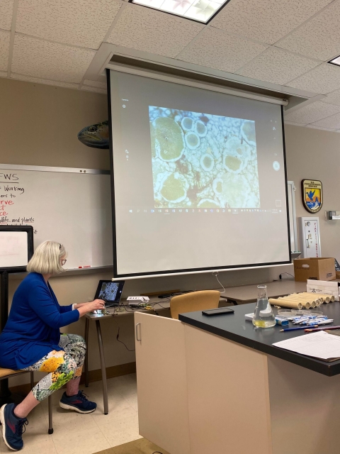 Lady using digital microscope to view lichen fruiting structures on screen