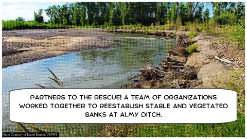 Root balls along the bank of a narrower river and a text bubble reading "Partners to the rescue! A team of organizations worked together to reestablish stable and vegetated banks at Almy Ditch"