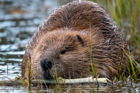 A beaver chews on a stick while sitting in a pond