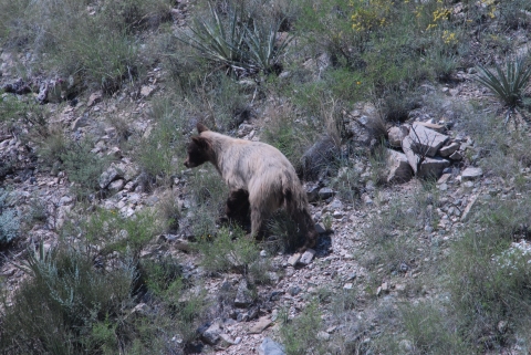 American black bear with blonde colored coat. 