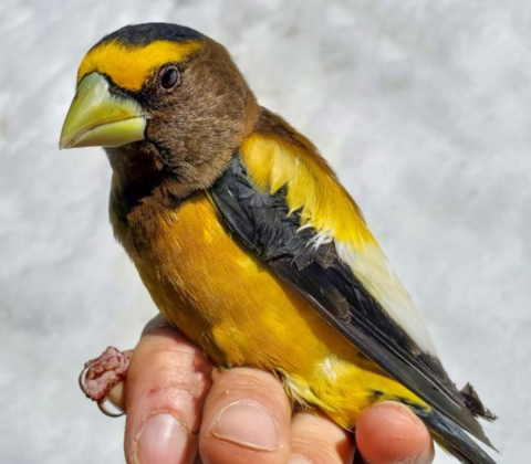 banded evening grosbeak in hand looking towards the camera