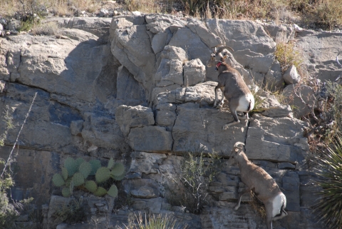 Desert bighorn sheep scaling San Andres Mountain Range escarpment. 