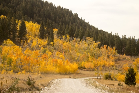 Breathtaking autumn orange aspen leaves along a road.