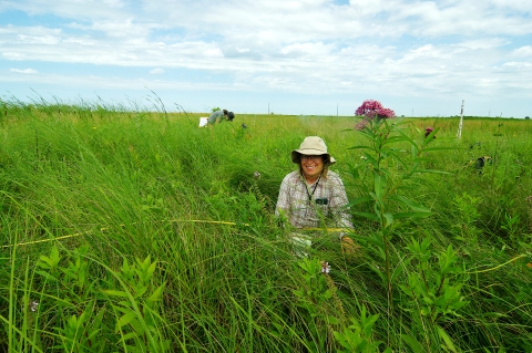 Conducting wet meadow plant community monitoring at one of Morris WMD’s 250 waterfowl production areas. Photo credit: Fred Harris/MN DNR  