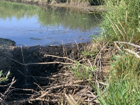 A close up of a beaver dam in a stream. Green vegetation surrounds the water.