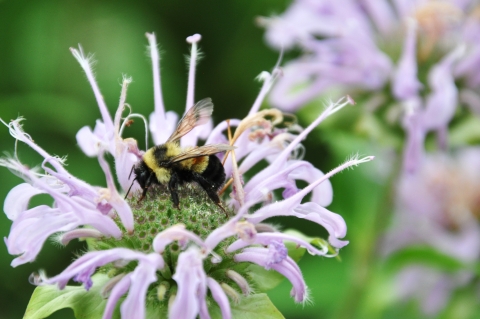 A black and yellow bee on a pink flower with spiky extensions