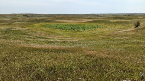 A pocket of lush green wetland situated on a prairie landscaoe