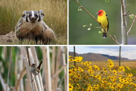 American badger, male western tanager, marsh wren, and showy goldeneye sunflower 