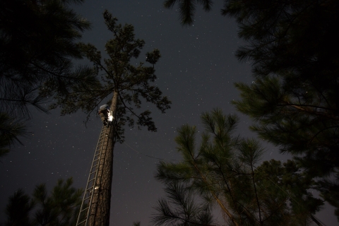 A person climbs a ladder on the side of a tall tree