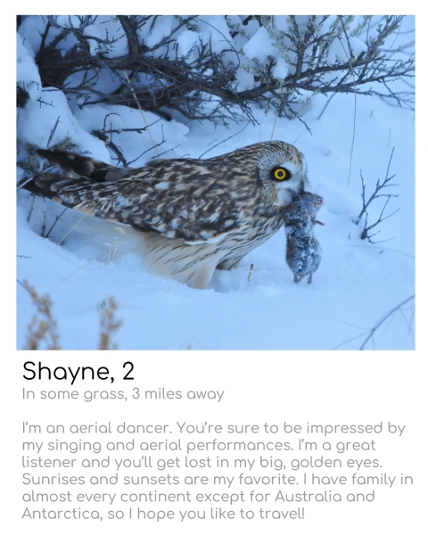 Mottled owl with bright yellow eye holds dead rodent in its beak and is surrounded by snow