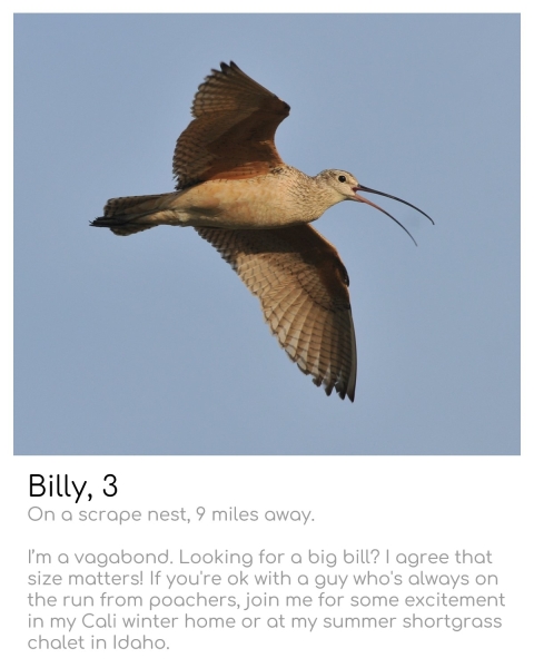 long billed curlew (bird with long curved beak and greyish body) flying 