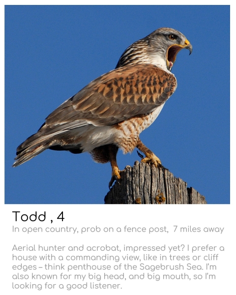 brown hawk with its black-tipped beak wide open sitting on wood