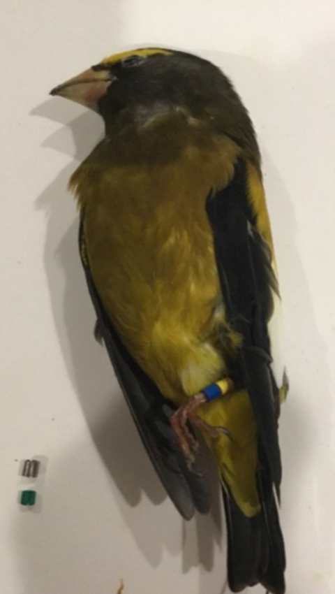 Deceased banded evening grosbeak