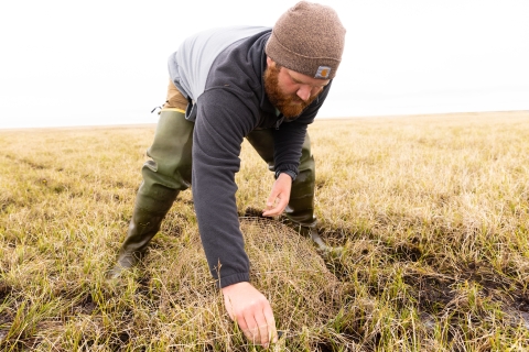 A man with a full red beard bends over a nest and places a cage around it.