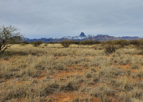 The winter landscape of Altar Valley, looking toward Baboquivari Peak.