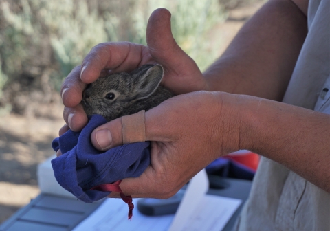 Hands holding a small brown rabbit