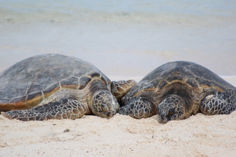 Endangered green sea turtles bask on a beach next to each other.