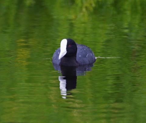 A Hawaiian coot floats on the water. It is black with a white crown and red eye. The water sit still, reflecting a hue of the green trees around it. 