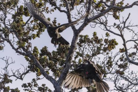 Two ʻalalā fly amongst the tree tops. Their wings are spread as they are seen between branches. 