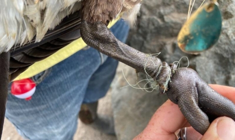 canada goose with fishing line and tackle wrapped around its feet