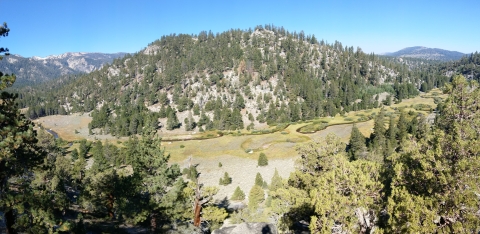 Paiute Cutthroat trout habitat in California, Water flowing through a forested habitat.