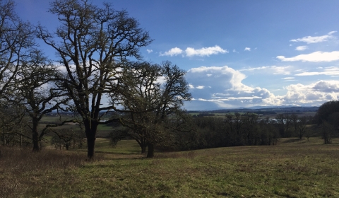 An oak savanna on a mostly clear day with clouds in the distance