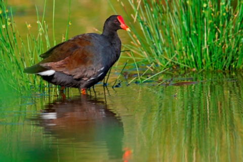 A Hawaiian moorhen stands in the water. Its reflection bounces back at it. It has a bright red crown and brownish black feathers. 