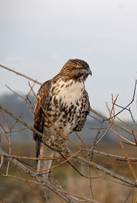 red tailed hawk sitting on a branch